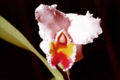 Thumbnail for version as of 05:32, 3 July 2007