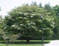 Tree, at Longwood Gardens