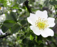 Flower of Rosa arvensis