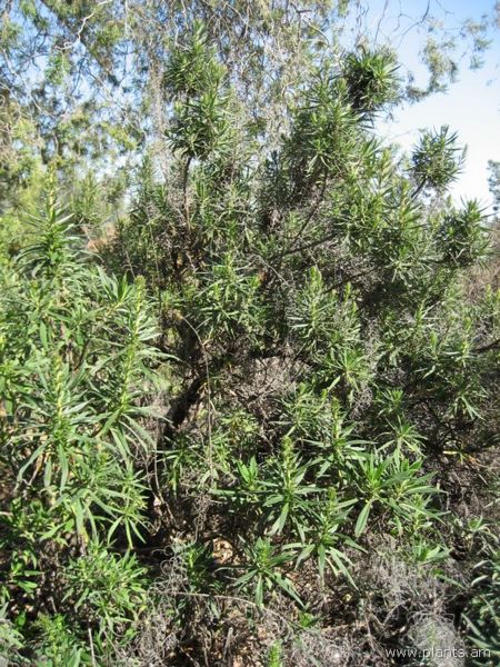File:Echium onosmifolium-IMG 0753 hunt07.jpg