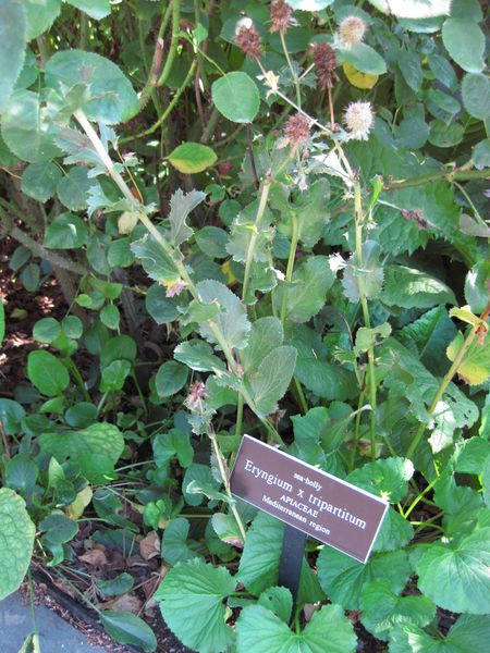 File:IMG 0167 nybg09.jpg
