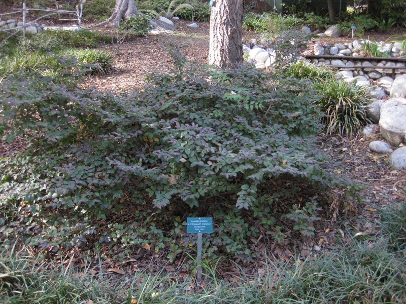 File:IMG 2437 ucla09.jpg