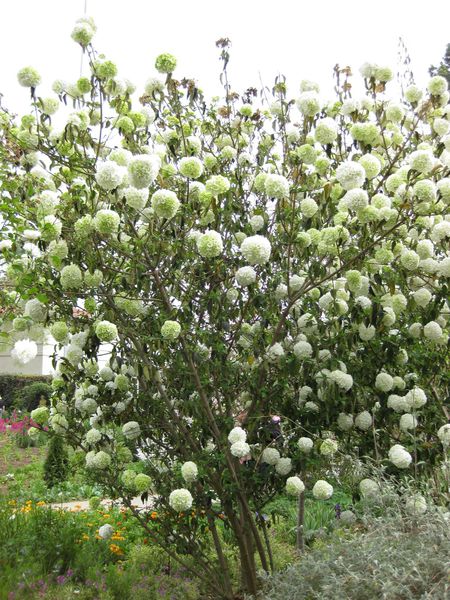 File:IMG 5218 hunt0904.jpg