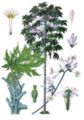 tree and flowers, from Koehler's Medicinal-Plants (1887)