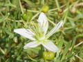 Thumbnail for version as of 13:34, 17 May 2007
