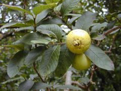 Apple Guava Psidium guajava