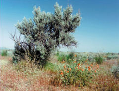 Sagebrush, Washington State