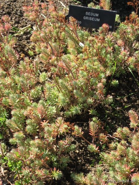 File:Sedum griseum-IMG 0498 hunt07.jpg
