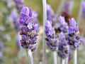 Thumbnail for version as of 05:28, 20 October 2007
