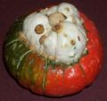 A turban squash