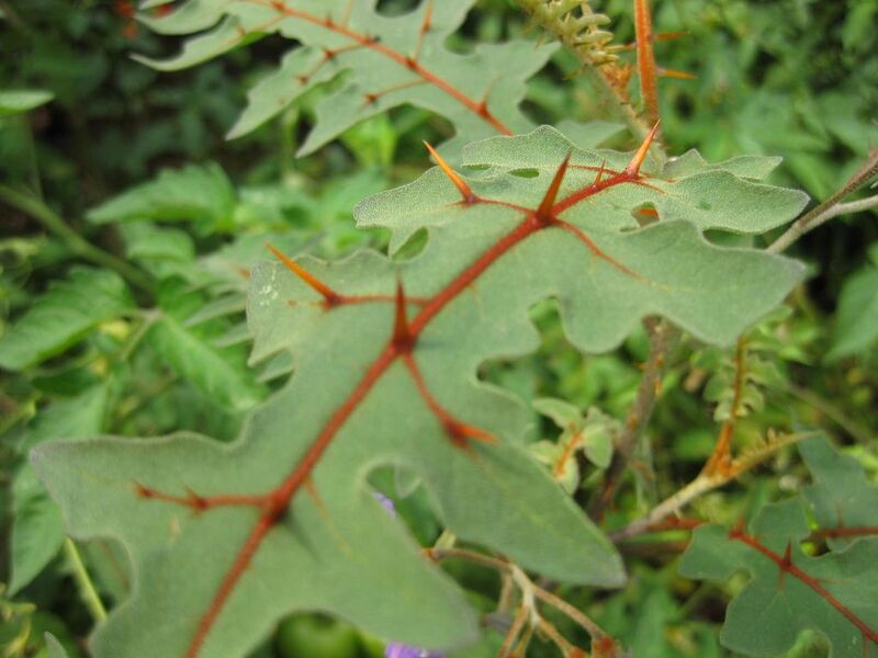 File:1024px-IMG 0787 bbg09.jpg