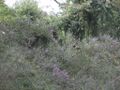Thumbnail for version as of 09:08, 29 April 2025