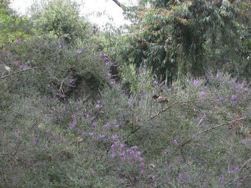 File:1024px-IMG 4698 hunt0904.jpg