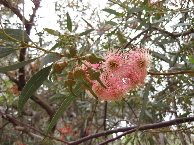File:1024px-IMG 4850 hunt0904.jpg