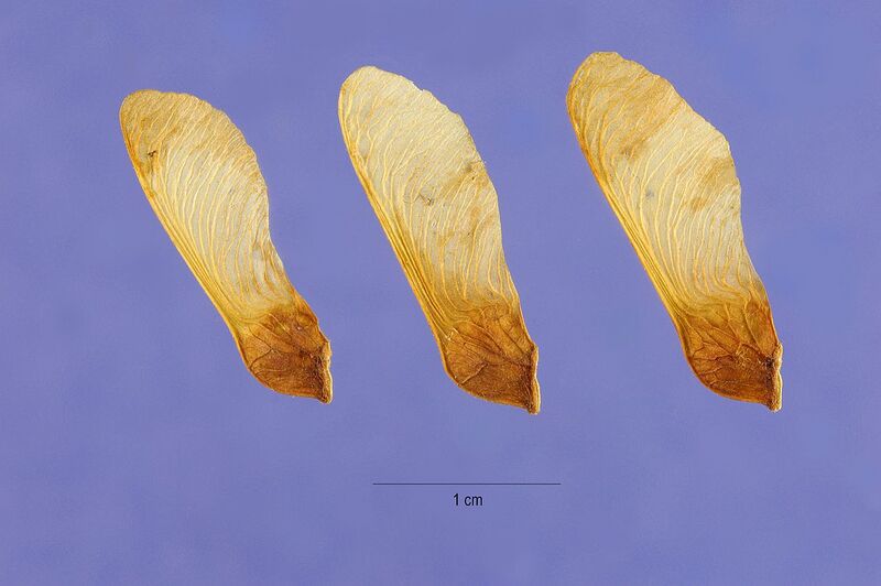 File:1280px-Acer spicatum seeds.jpg