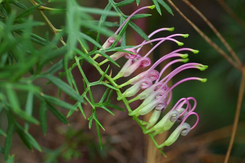 File:1280px-Grevillea rivularis.jpg