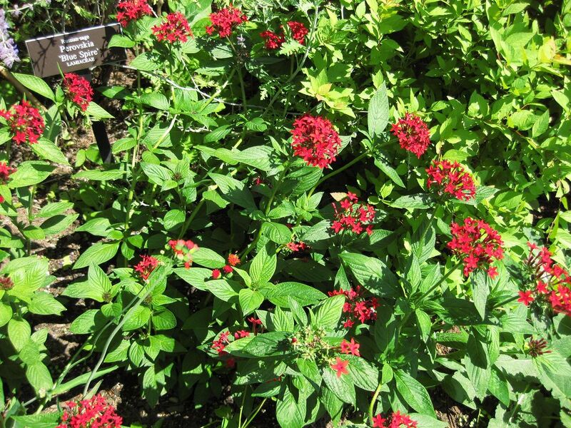 File:1280px-IMG 0139 nybg09.jpg