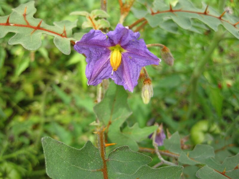 File:1280px-IMG 0785 bbg09.jpg