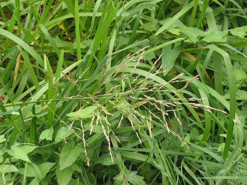 File:1280px-Liesgras bloeiwijze Glyceria maxima.jpg