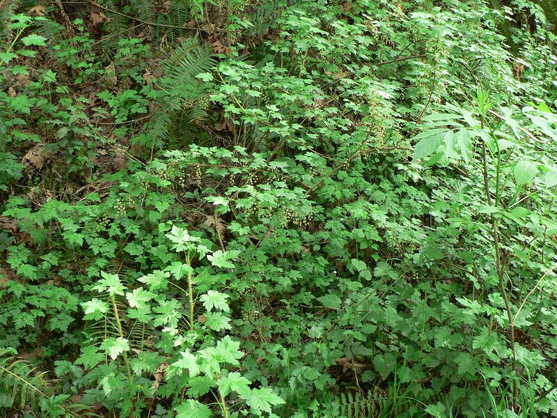 File:1280px-Ribes lacustre 10499.JPG