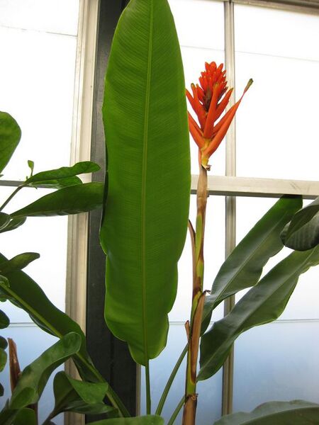 File:576px-IMG 1792 hunt09oct.jpg