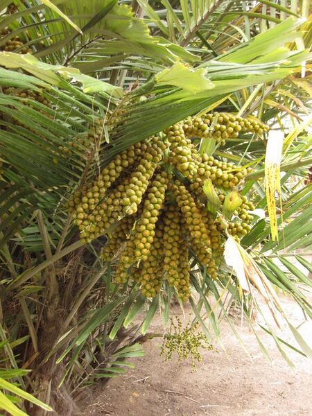 File:576px-IMG 3880 hunt0904.jpg