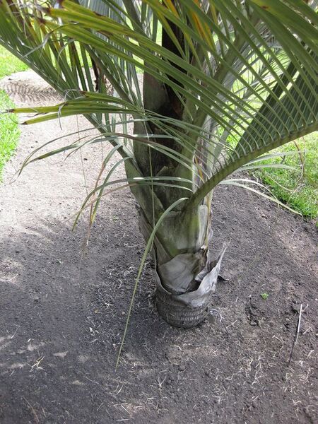 File:576px-IMG 4145 hunt0904.jpg