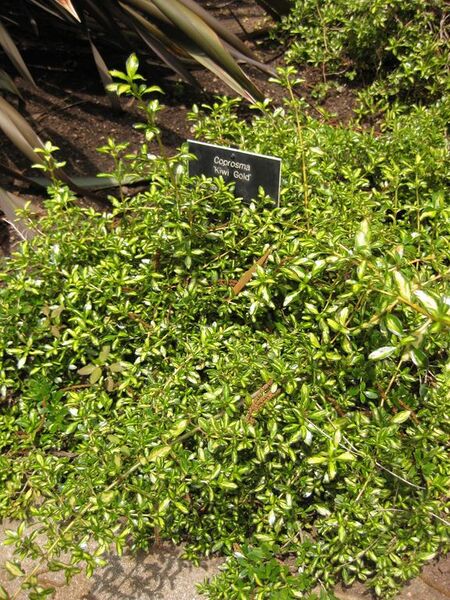 File:576px-IMG 7357 hunt09jun.jpg