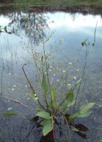 Alisma plantago-aquatica