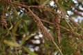 Thumbnail for version as of 08:48, 25 November 2007