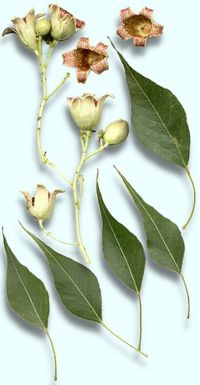 Leaf and flower details
