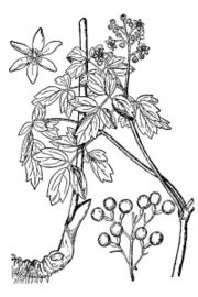 Caulophyllum thalictroides from Britton & Brown 1913