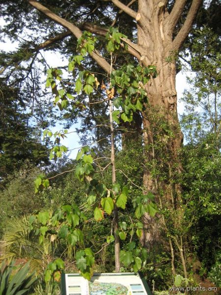 File:Cedrus deodara-deodar cedar-IMG 7573 sfbg0308.jpg