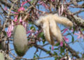 Pod