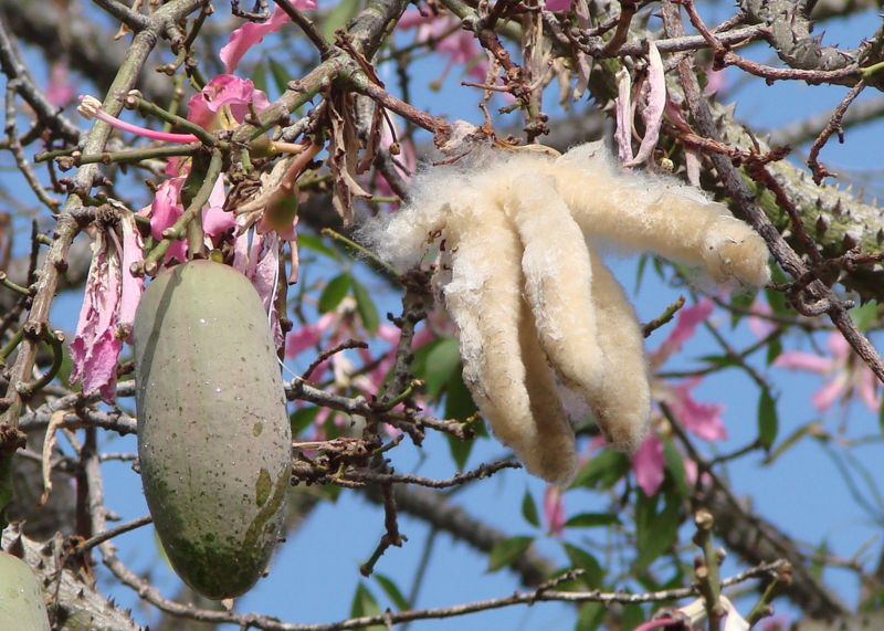 File:Chorisia speciosa-pod.jpg