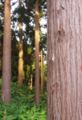 Bark