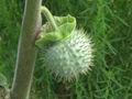 Thumbnail for version as of 04:43, 16 May 2007