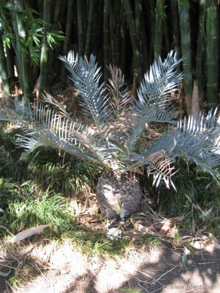 File:Encephalartos trispinosis-IMG 0245 hunt07.jpg