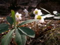 Helleborus Hellebore
