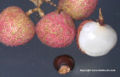 Thumbnail for version as of 16:48, 3 September 2008