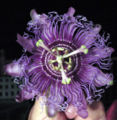 Passiflora 'Incense' is a decorative plant