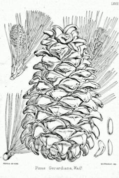 Pinus gerardiana