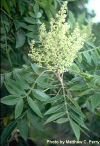 Rhus copallinum