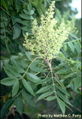Thumbnail for version as of 04:41, 13 August 2007