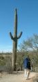 Full grown saguaros tower over people