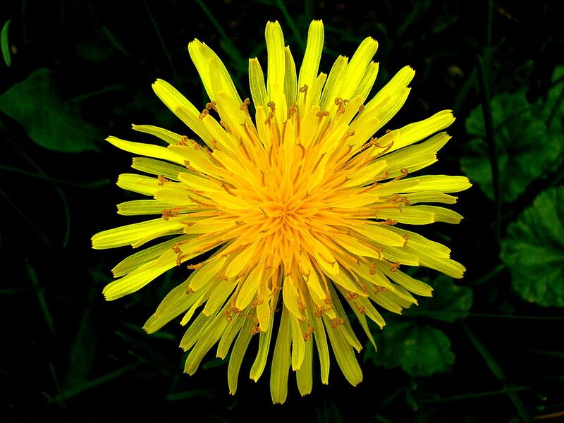 File:1024px-Top view of a dandelion.JPG