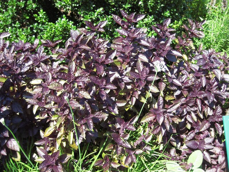 File:1280px-IMG 0259 nybg09.jpg