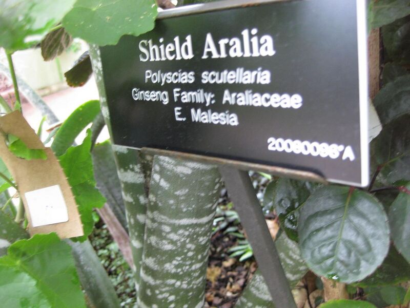 File:1280px-IMG 0973 bbg09.jpg