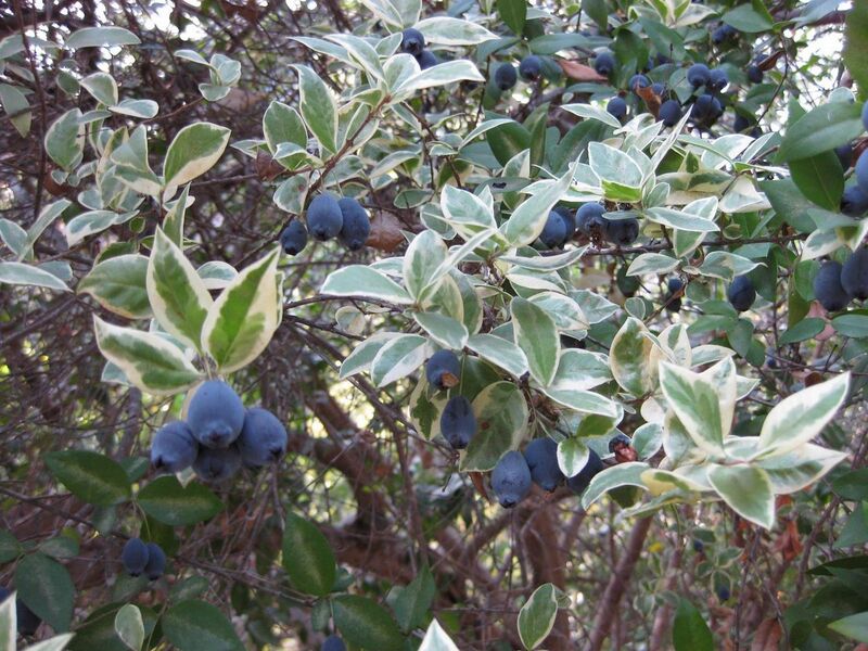 File:1280px-IMG 2698 ucla09.jpg