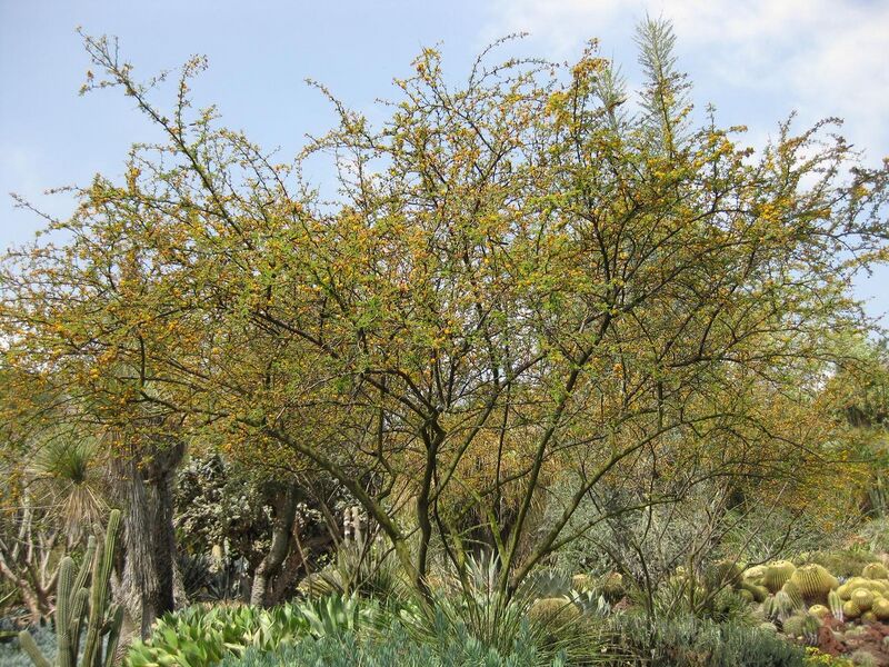 File:1280px-IMG 4381 hunt0904.jpg